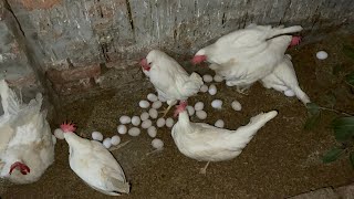 Raising Chickens For Eggs  Collecting Chicken Egg  Food For Egg Laying Chicken [upl. by Malik]