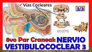 🥇 8vo Par Craneal  NERVIO VESTIBULOCOCLEAR 33  Vías Cocleares De la Audición [upl. by Hausner169]