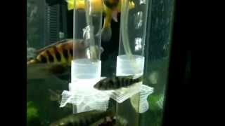 How to make African Cichlid Egg tumblers DIY with instruction by Daryl Warren [upl. by Manup]