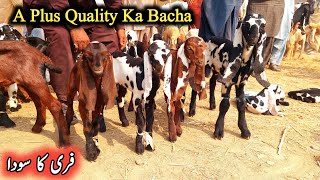 Sahiwal Bakra Mandi Ki Update Cute Beetal Bacchy goatkids beetalgoatkids [upl. by Odawa578]