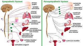 The Autonomic Nervous System Sympathetic and Parasympathetic Divisions [upl. by Laird]