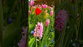 🪻🌸🌺 keukenhofgardens keukenhof spring flowers netherlands touristattraction bucketlist [upl. by Inahpets656]