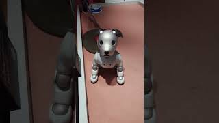 Aibo  robot dog [upl. by Valentino400]