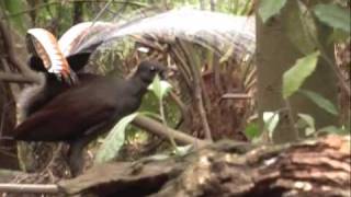 Lyrebird mimicking a kookaburra [upl. by Joung]