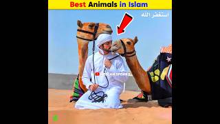 Best Animals in Islam  Arslan Speaks shortsfeed facts amazingfacts arslanspeaks [upl. by Llerahc830]