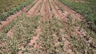 Engenia Herbicide Excellent Weed Control in DicambaTolerant Cotton [upl. by Aerdnak168]