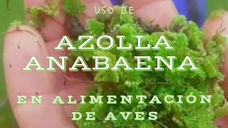 USO DE AZOLLA ANABAENA EN ALIMENTACIÓN DE AVES [upl. by Tegan]