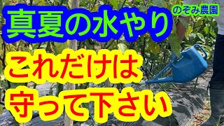 【水やり】真夏の水やり、間違った方法で行っていませんか？だれでも簡単にできる水やりの方法を解説します。 [upl. by Akehsat]