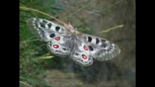 Parnassius apollo [upl. by Rockwood]