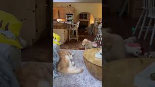 dog vs dogdogcat funny catsoftiktok cats for foryou fyp foryoupage funnyvideo cute pet [upl. by Danielle773]