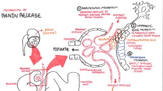 Mechanisms of Renin Release [upl. by Kermy161]