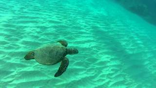 Hapuna Beach Hawaii Snorkeling with Turtles [upl. by Enneirda676]