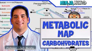 Metabolism  The Metabolic Map Carbohydrates [upl. by Kath]