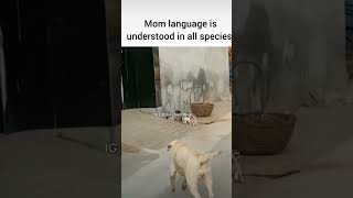 Thats the power of the mom funnymemes big dj love doglover dog babysdogshorts power of momk [upl. by Warring]