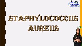 Staphylococcus aureus easy explanation in hindi morphology culture media pathogenicity Lab dign [upl. by Doss]