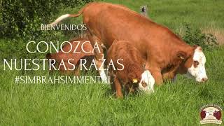 Terneros Machos🐃 y Hembras 🐄 Simmental Fleckvieh y Simbrah Fleckvieh 🥇 [upl. by Marjorie843]