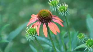 Seed Echinacea New Intros amp Best Practices with Chris Fifo [upl. by Coltson]