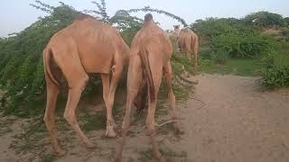 Male camels walking slowly and eating grass in desert area Pakistan [upl. by Haliled]