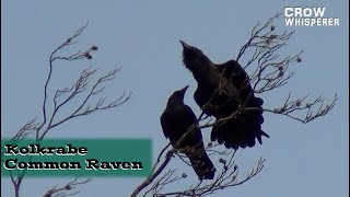 Ravens Courtship behaviour  Balzverhalten der Kolkraben [upl. by Berardo110]