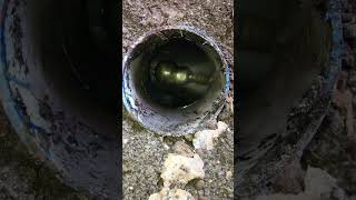 Drain Cleaning  Hydro Jet  Pressure Cleaning [upl. by Atekahs]