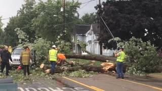 Fallen tree in Stockbridge brings down power lines [upl. by Nylevol84]