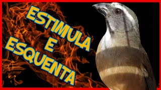 🏆ESQUENTE SEU TRINCA FERRO🔴ABRE CANTO DO TRINCA FERRO🏆trinca ferro cantando [upl. by Enidlareg214]