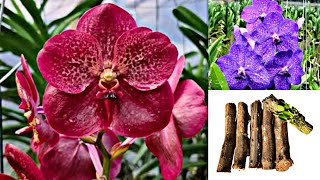 Promoção de orquídeas Vanda azul e vermelha tronquinho de madeira e muito mais [upl. by Cohberg]