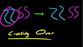 Biology Lecture  54  Prophase 1 [upl. by Pylle]