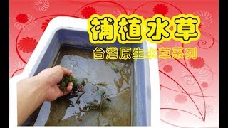 生態池補植原生水草Taiwan aquatic plants [upl. by Ahsemo]