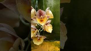 catasetum orchidglade davie ranches [upl. by Akinuahs]