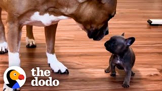 French Bulldog Puppy Is Raised By Kittens  The Dodo [upl. by Hippel]