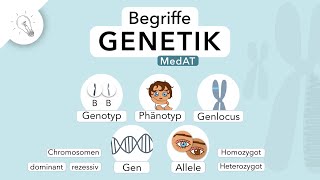 Genetik Begriffe einfach erklärt  MedAT  Biologie [upl. by Abijah]