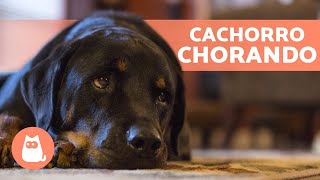 Filhote de cachorro chorando [upl. by Ytnom]