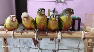 Tamed Conures  Yellow Sided Conure  Pineapple Conure  Saarims Birdzotic [upl. by Win]