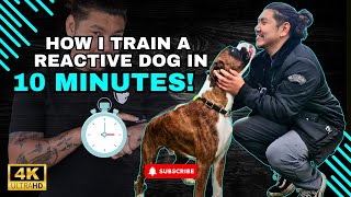 Transform Your Reactive Dog In Just 10 Minutes [upl. by Schapira350]