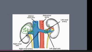 Renin Angiotensin Aldosterone System [upl. by Stockton625]