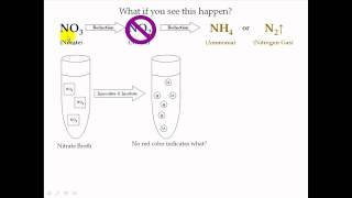 Nitrate Test [upl. by Ayekehs484]