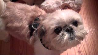 Stella speaking Shih Tzu [upl. by Bracci]