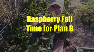 Remove Your Raspberry Plants if Theyre Not Working for You [upl. by Adamek]