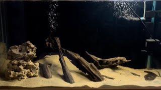 New Tank Setup for Geophagus Tapajos Red Head Fish  Aquarium  Cichilds [upl. by Ollehto45]