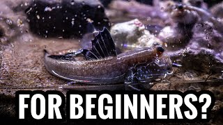 Top 5 Brackish Fish For Beginners [upl. by Akir]