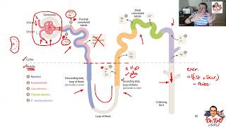 DR TA7 RENAL PHARMACOLOGY 1 [upl. by Biddy]