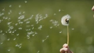 Blowing A White Dandelion Stock Video [upl. by Keare642]