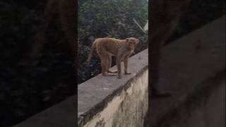 Monkey sound 🌟  monkey sounds bandar mama hanuman ji  बंदर का वेडिओ funny love cute shorts [upl. by Holle]