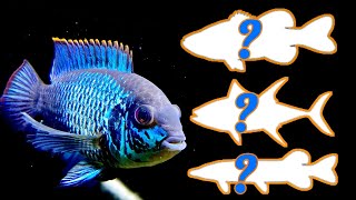 Tankmates Our top 3 fish to go with an Electric Blue Acars [upl. by Iadrahc]