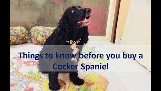 Cocker spaniels  Pet review  Things to know [upl. by Ebenezer720]