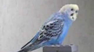 Budgerigar Talk Show [upl. by Cadmarr]