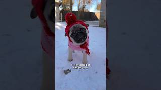 When LAP DOGS are outside in the cold snow 🥶❄️ pugs dogs snow [upl. by Muldon684]