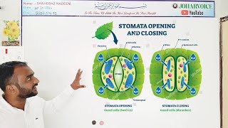 stomatal movement  theories and mechanisms  photosynthesis starch suger malate k pump theory [upl. by Aneeuqahs]