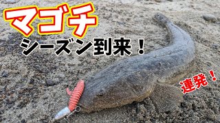 【サーフ】マゴチが釣れるワームと釣り方がわかりました。（Zシステム）（青森釣り） [upl. by Missy977]